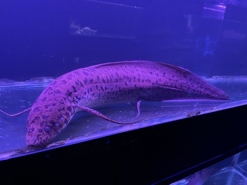 Slender lungfish (Protopterus dolloi) — Protopteridae