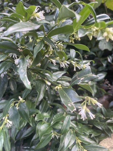 Sarcococca, 2026-01-31