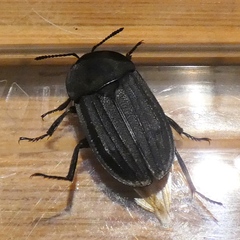 Silpha puncticollis