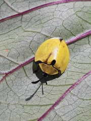 Paraselenis generosa
