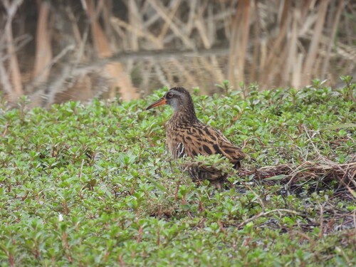 Brown-cheeked Rail (Rallus indicus)