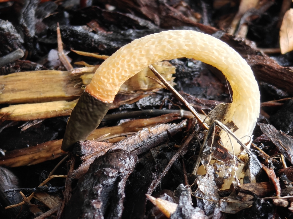 Mutinus caninus · January 2026 · photo: © sunjiao (iNaturalist, cc-by)