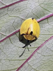 Paraselenis generosa