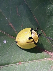 Paraselenis generosa