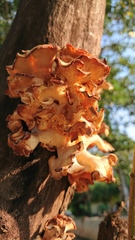 Lentinus