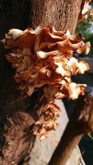 Lentinus