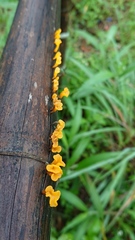Dacrymyces spathularia