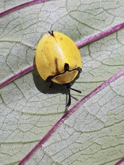 Paraselenis generosa