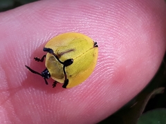 Paraselenis generosa