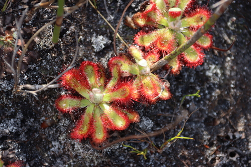 Elsies Sundew (Drosera esterhuyseniae)