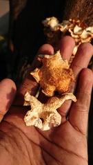 Lentinus