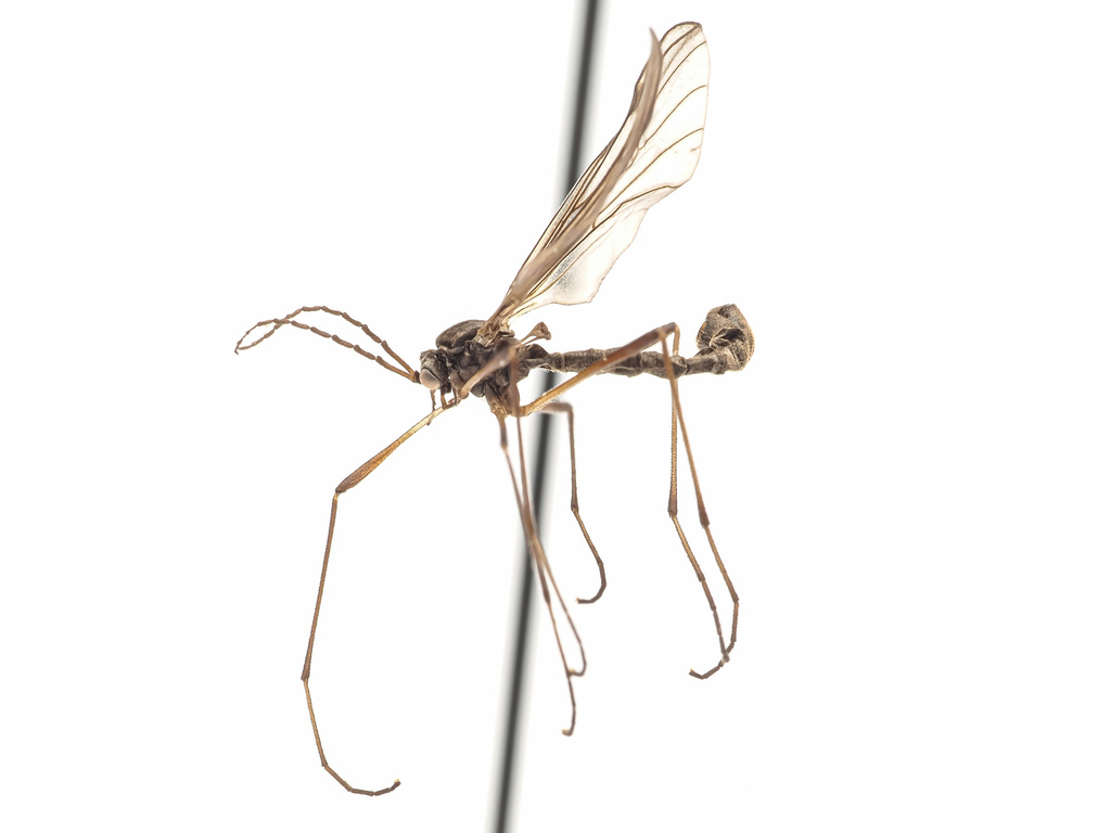 Hesperinus brevifrons