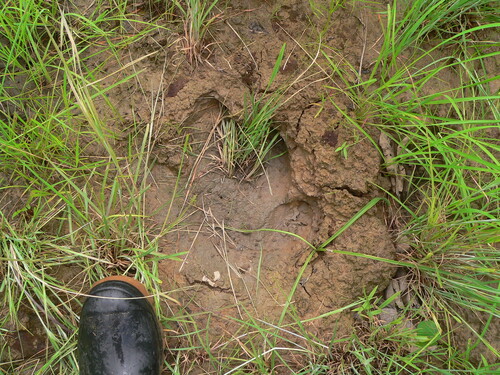 Common Hippopotamus