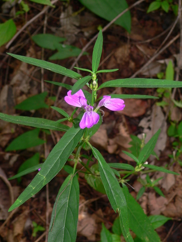 Justicia ladanoides