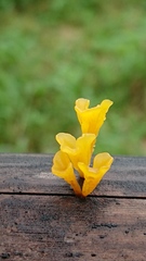 Dacrymyces spathularia