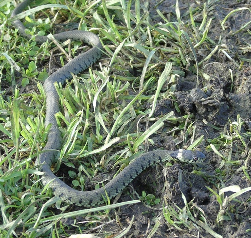 Barred Grass Snake