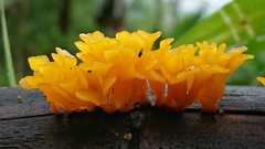 Dacrymyces spathularia