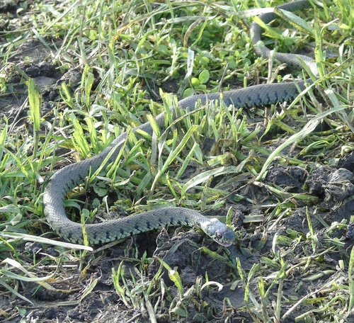 Barred Grass Snake