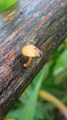 Gymnopilus