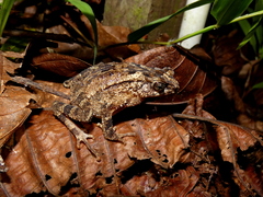 Ingerophrynus divergens