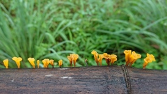 Dacrymyces spathularia