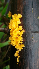 Dacrymyces spathularia