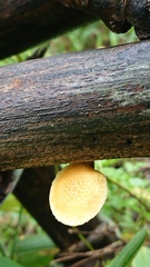 Gymnopilus