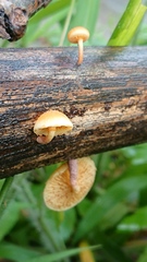 Gymnopilus