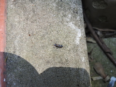 Strongylium luteicorne