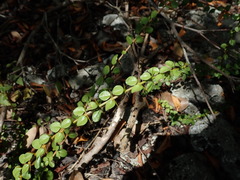 Oplonia spinosa
