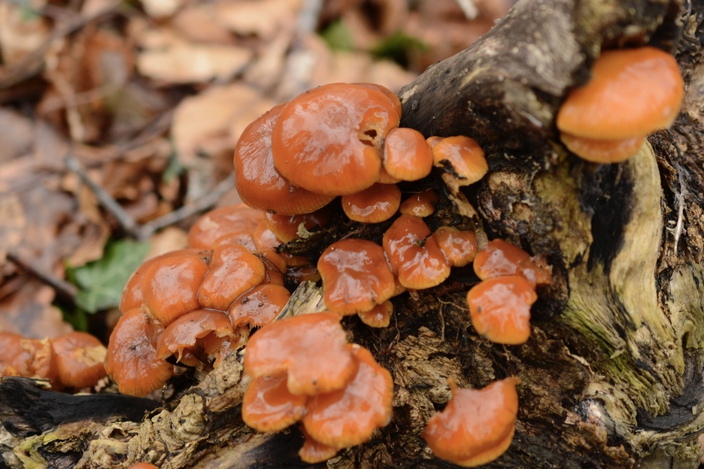 Flammulina velutipes · January 2026 · photo: © cryptomarasmius (iNaturalist, cc-by)