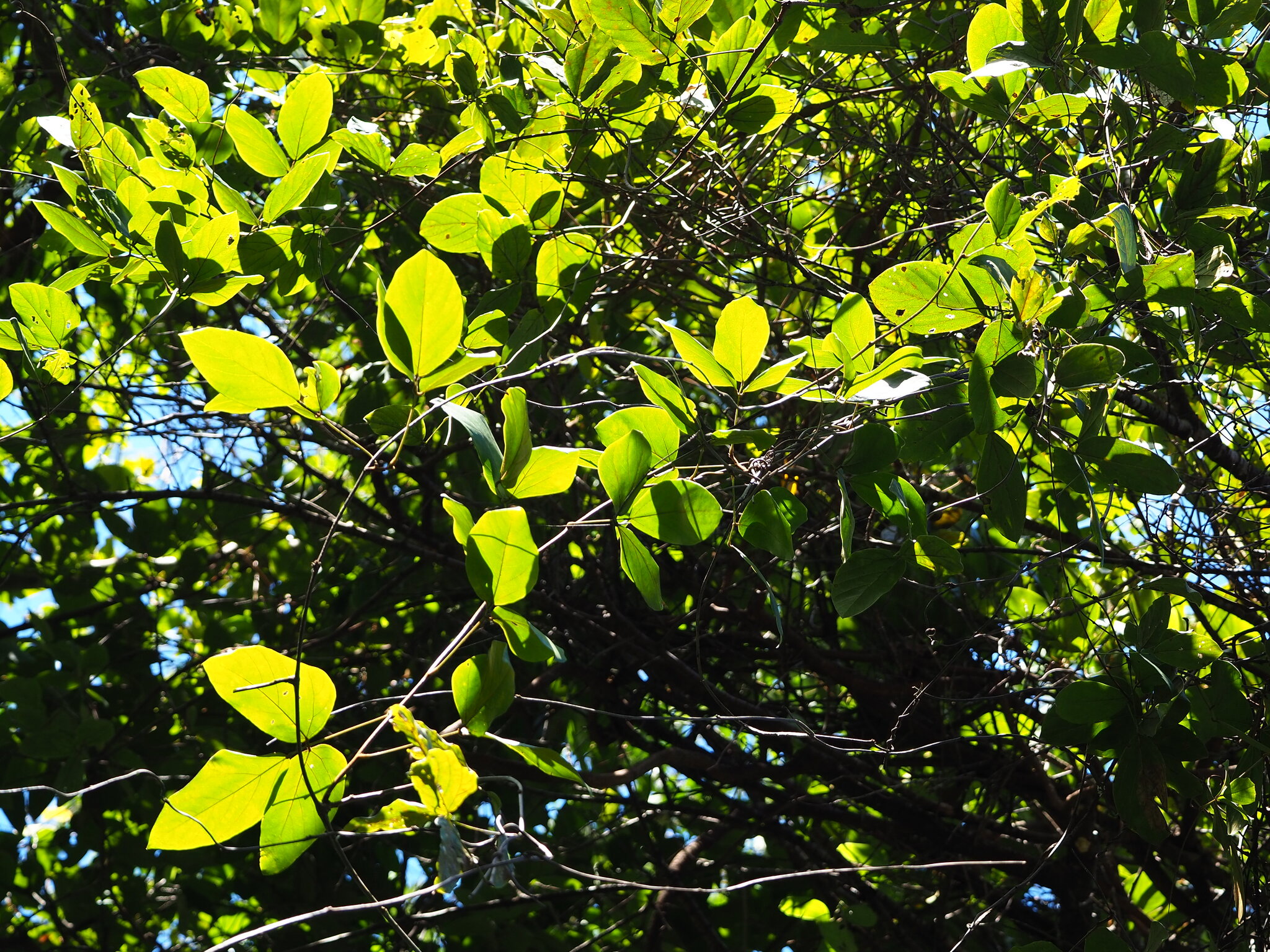 Long-Fruited Mucuna (Mucuna macrocarpa)