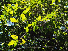 Long-fruited Mucuna (Mucuna macrocarpa)