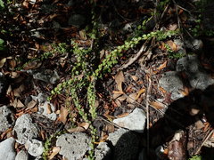Oplonia spinosa