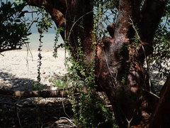 Oplonia spinosa