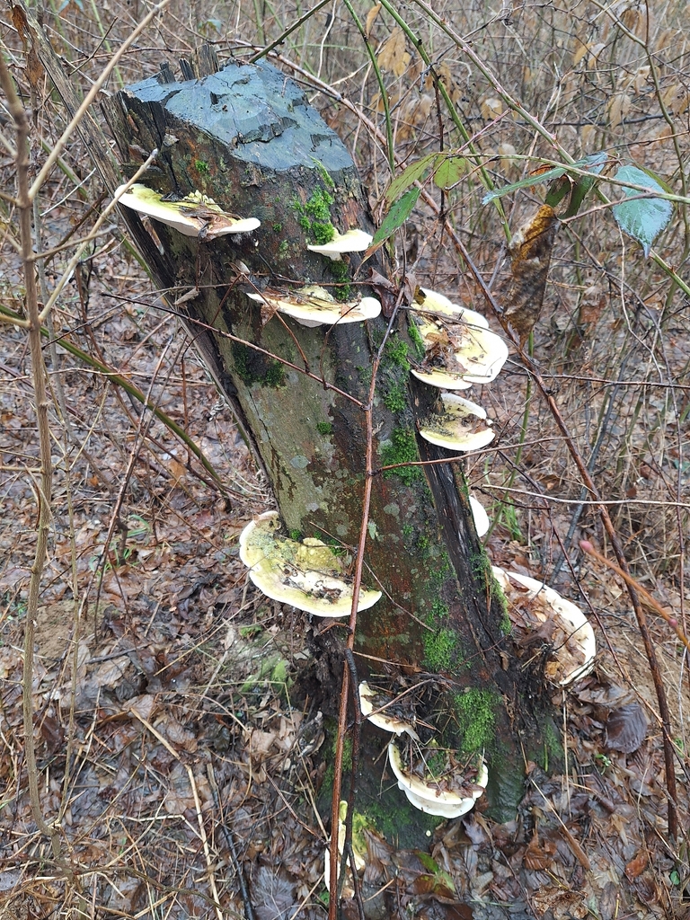 Trametes gibbosa · January 2026 · photo: © istvan__kovacs (iNaturalist, cc0)