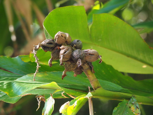 Alpinia uraiensis, photograph 6