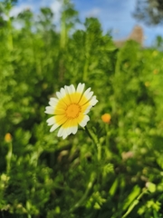 Chrysanthemum (Glebionis)