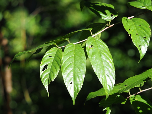Sageretia randaiensis, photograph 6