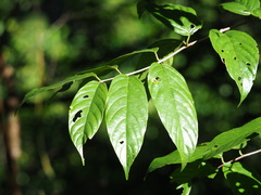 Sageretia randaiensis, photograph author not stated, no rights reserved