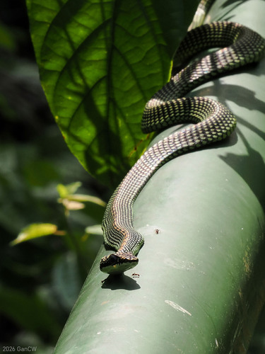 Paradise Flying Snake