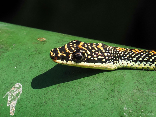 Paradise Flying Snake