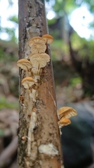 Marasmius