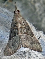 Hypena deceptalis