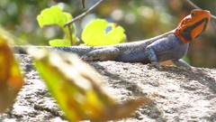 Agama dodomae dodomae