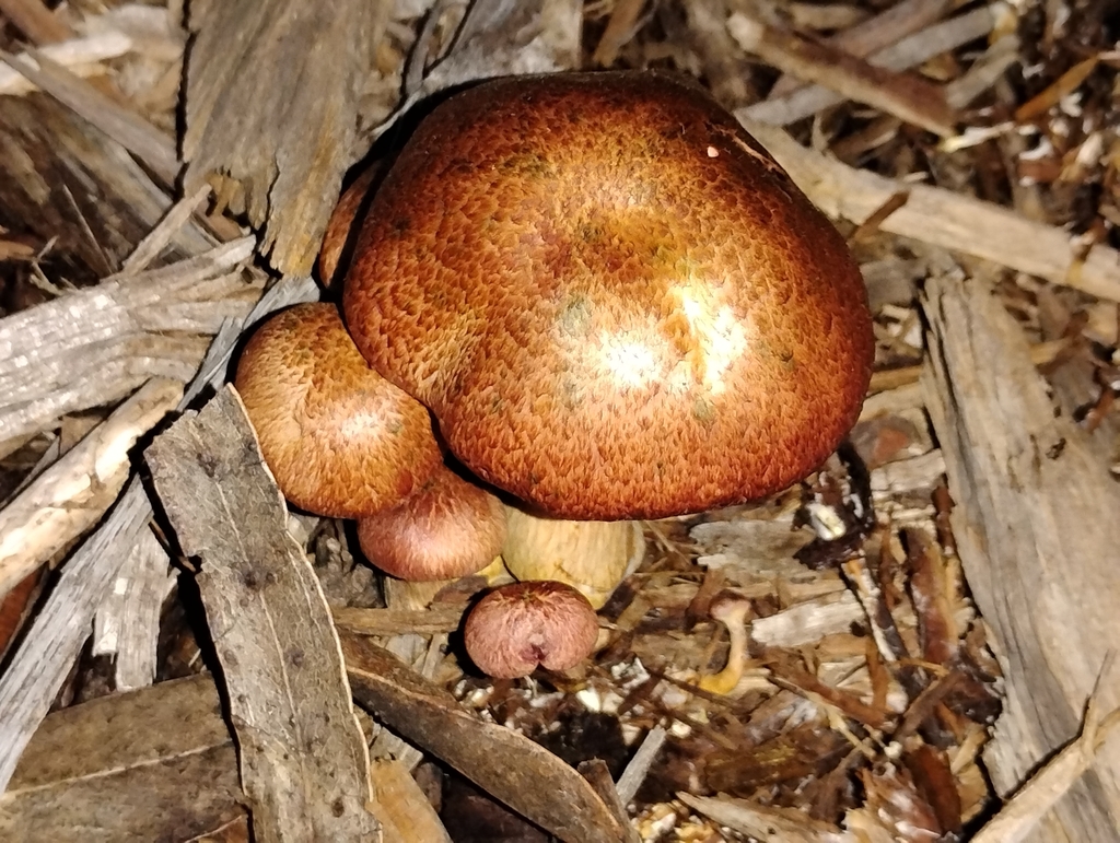 Gymnopilus luteofolius · January 2026 · photo: © pholroyd (iNaturalist, cc0)