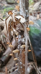 Marasmius