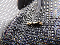 Scardiinae