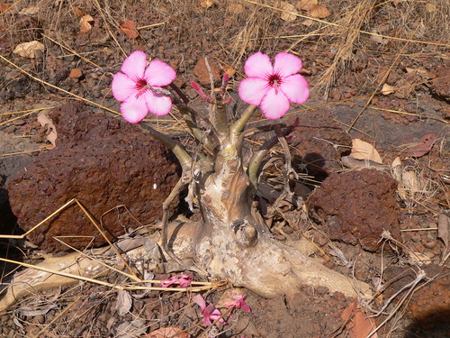 Adenium obesum
