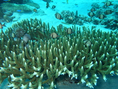 Acropora clathrata
